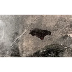 450°F Temp Indicating Liquid